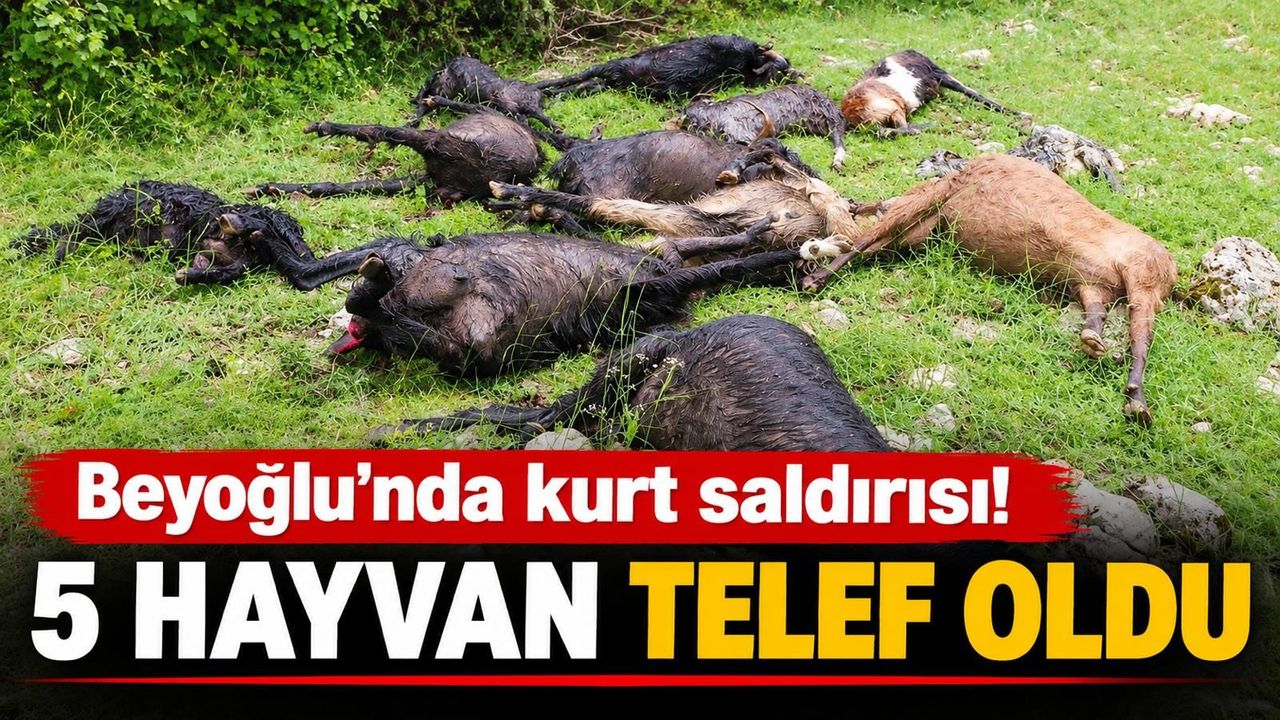 Kahramanmaraş’ta kurt saldırısı: 5 hayvan telef oldu